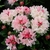 Rhododendron x yakushimanum Dreamland
