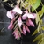 Wisteria brachybotrys Showa Beni