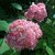 Hydrangea arborescens Invincibelle (2)