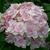 Hydrangea macrophylla Kazan