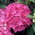 Hydrangea macrophylla Pia (1)