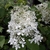 Hydrangea paniculata Dentelle de Goron