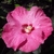 Hibiscus syriacus Aphrodite