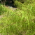 Acer palmatum kotonoito (2)