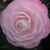 Camellia japonica Desire (12)
