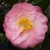 Camellia japonica Dr. Tinsley