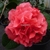 Camellia japonica Kramer Supreme (2)