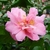 Camellia Fragrant Pink (1)