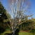 Betula utilis jaquemontii Dorenboos