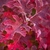 Hydrangea quercifolia Jetstream (2)