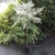 Acer palmatum Roseomarginatum