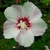 Hibiscus syriacus Pinky Spot