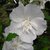 Hibiscus syriacus White Chiffon (2)