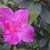Rhododendron Encore Twist Violet