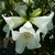 Rhododendron lindleyi (1)