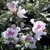 Rhododendron Encore Twist rose (2)