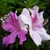 Rhododendron Encore Twist (3)