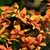 Spiraea japonica Goldflame (1)