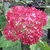 Hydrangea arborescens Ruby Annabelle (2)