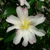 Camellia sasanqua Frosted Star (2)