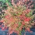 Nandina domestica Moon Bay