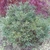 Pinus stobus Minima