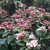 Viburnum tinus Spirit