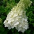 Hydrangea paniculata Polar Bear'