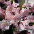 Rhododendron Al's Picotee (3)