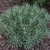 Euphorbia Shorty