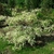 Cornus controversa Variegata