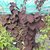 Cercidiphyllum japonicum Rotfucsh (1)