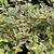 Abelia grandiflora Tricolor Charm (1)