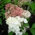 Hydrangea paniculata Fraise Melba