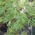 Acer palmatum Dissectum Emerald Lace (2)
