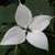 Cornus kousa China Girl (2)