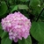 Hydrangea macrophylla Ebony