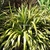 Phormium Yellow Wave