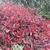 Photinia fraseri Pink Marble (5)