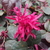 Loropetalum chinense rubrum Rouge de la Majorie