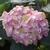 Hydrangea macrophylla Valvert