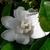Gardenia Grandenia (3)