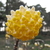 Edgeworthia chrysantha Nanjing Gold