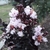 Lagerstroemia indica Black Solitaire Blush (6)