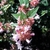 Abelia Raspberry Profusion (1)