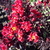 Lagerstroemia indica Black Solitaire Crimson Red (1)