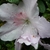 Rhododendron Encore Lila (2)