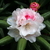 Rhododendron yakushimanum (1)