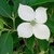 Cornus Empress of China (1)
