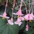 Begonia grandis evansiana (1)